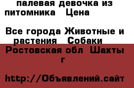 палевая девочка из питомника › Цена ­ 40 000 - Все города Животные и растения » Собаки   . Ростовская обл.,Шахты г.